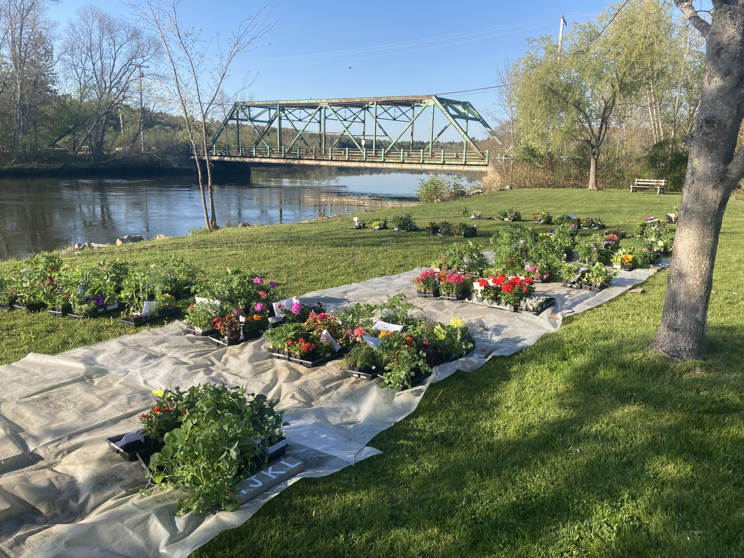 PickUp Day for Orders of Annuals Bowdoinham Public Library