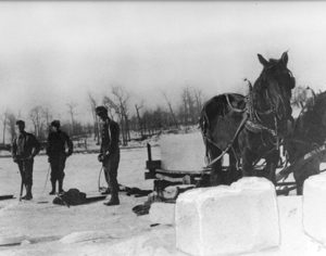 A team of horses works the ice harvest