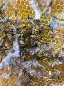 Observation Beehive at BPL