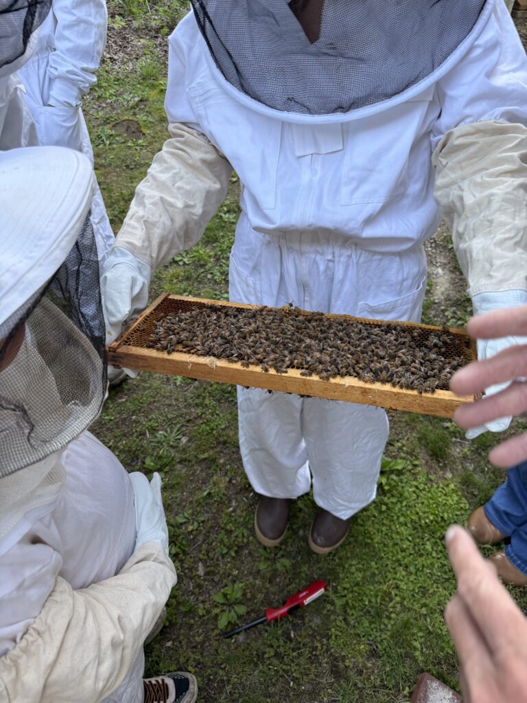 Intro to Beekeeping class. Student observing a hive.